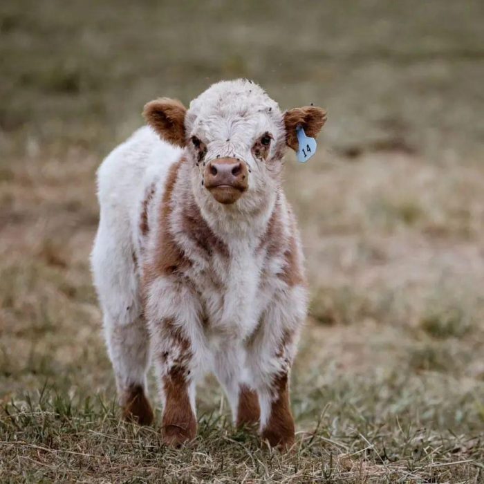 Pure Breed Miniature Cow Teddy