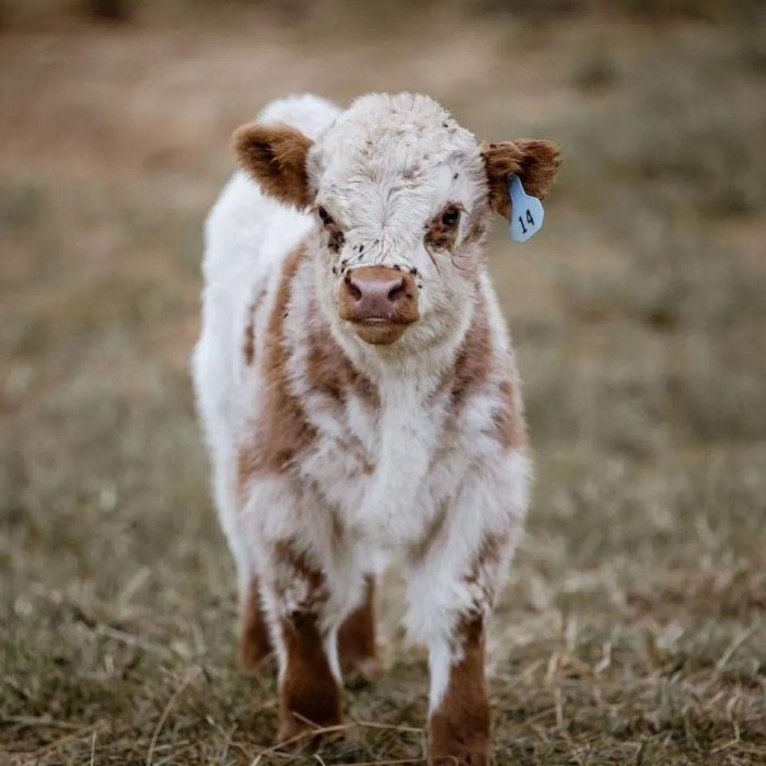 Pure Breed Miniature Cow Teddy - Image 2