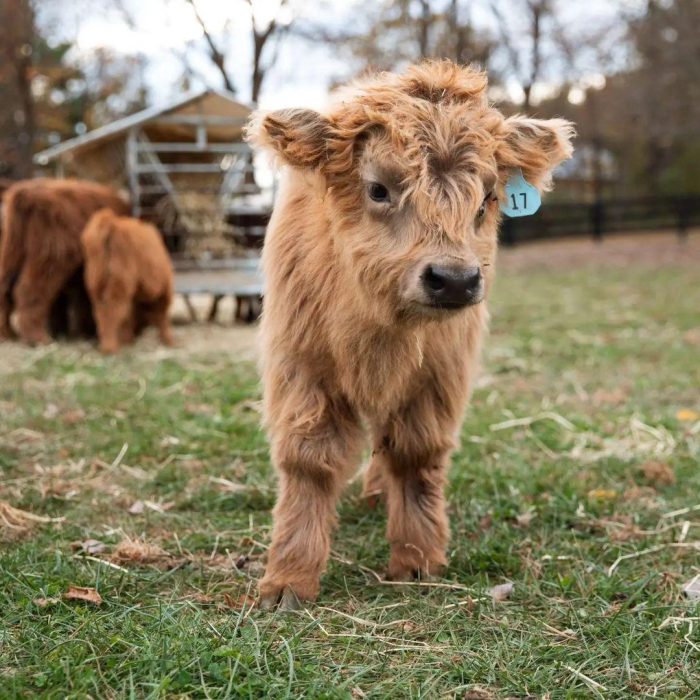 Pure Breed Miniature Cow Kiki - Image 2
