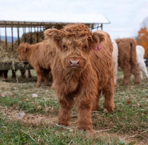 Pure Breed Miniature Cow Coco standing in a grassy pasture with thick Highland coat and small horns, ideal for hobby farms and family homesteads.