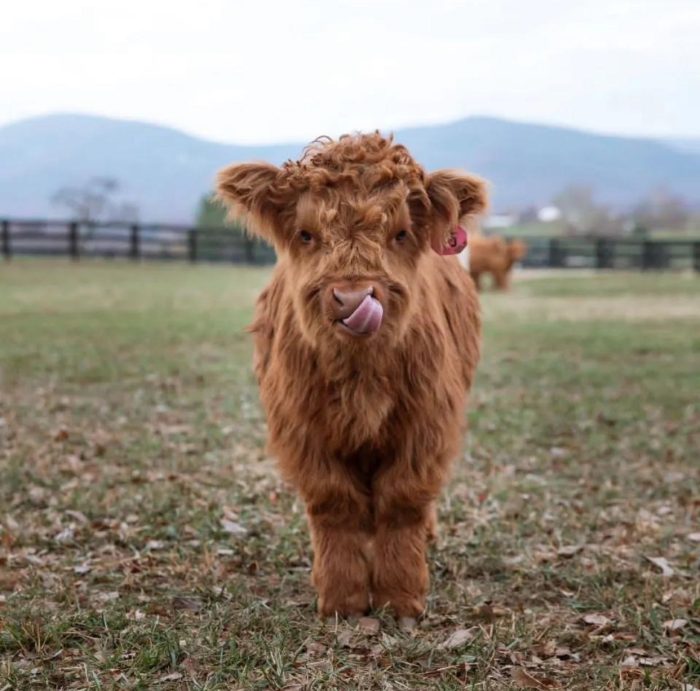 Pure Breed Miniature Cow Coco - Image 2