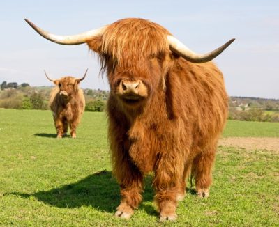mini-cow-2