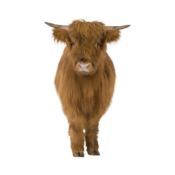 mini-cow