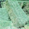 Baled Alfalfa Hay for Sale – Premium quality forage suitable for horses, cattle, goats, and more