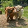 Miniature Highland Bull and Cow Pair – Keaira & Twisty standing in pasture, halter-trained and well-socialized, ideal for farm adoption