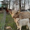 Mini Highland bull with calf standing near a fence on a family farm, representing premium genetics and gentle temperaments