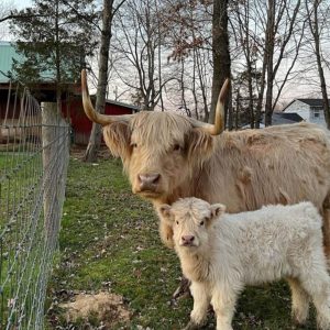 Mini Highland bull with calf standing near a fence on a family farm, representing premium genetics and gentle temperaments