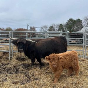 Mini Highland cow pets Hope and her calf Lieutenant standing in a straw-filled pen with fencing and trees in the background