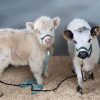 Mini Highland Cow Pair (Cinnamon and Herb) standing together in a clean stall with halters