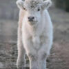 Purchase Mini Highland Cow Remy | Mini Highland Cow for Sale