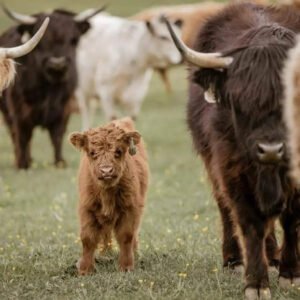 Buy Miniature Cattle(Iris)