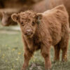 Buy Miniature Cattle(Iris)