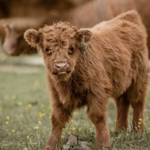 Buy Miniature Cattle(Iris)