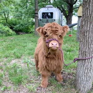 Mini Highland Cows for sale (Lea & Pea)