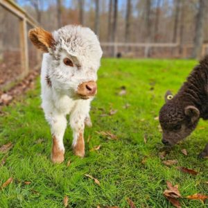 Mini Highland Cow (Noah)