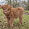 Vet-Approved Mini Highland Cow for Sale – Heifer Calf