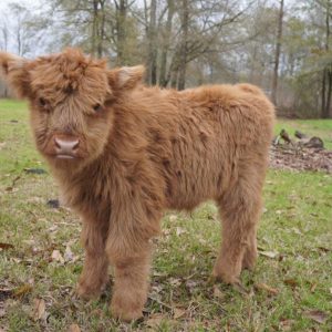 Vet-Approved Mini Highland Cow for Sale – Heifer Calf