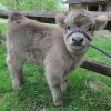 Mini Highland Cows for sale (Lea & Pea)