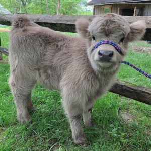 Mini Highland Cows for sale (Lea & Pea)