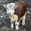 Mini Highland Cow (Happy)