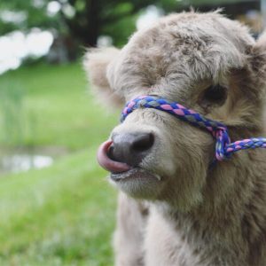 Mini Highland Cows for sale (Lea & Pea)