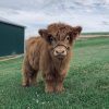 Mini Highland Cow (Jill)