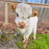 Mini Highland Cow (Noah)