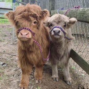 Mini Highland Cows for sale (Lea & Pea)