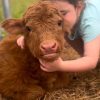 Rosie the Mini Highland cow calf standing in a pasture with a shaggy coat and soft expression