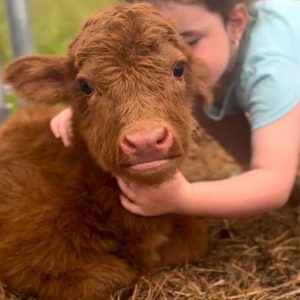 Rosie the Mini Highland cow calf standing in a pasture with a shaggy coat and soft expression