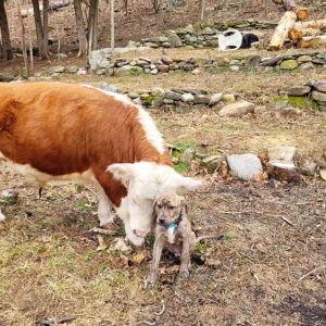 Mini Highland Cow (Happy)