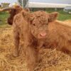 Mini Highland Cow (Nero)