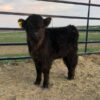 Purchase Miniature Cow – Mini Highland Cow (Nero) standing confidently in a paddock